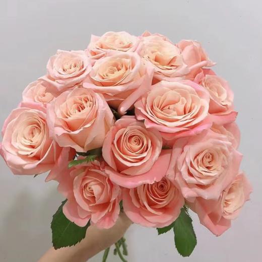 【拍市玫瑰】微光 20支/扎  粉色玫瑰  云南基地发货 （价格已包含包装费用） 运费以实际为准，多退少补。 商品图0