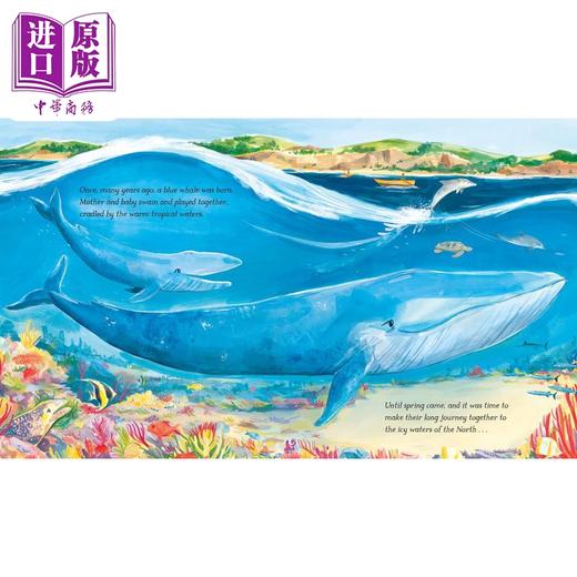 【中商原版】Laura Chamberlain Hope the Whale 蓝鲸霍普的海洋旅程 英文原版进口图书 儿童绘本 动物知识科普故事图画书 商品图1