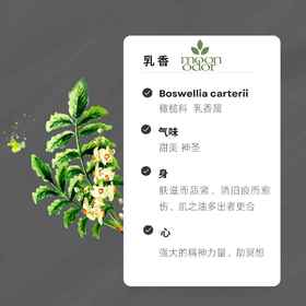 12  有机索马里乳香  神的礼物 【香气012】