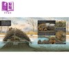 【中商原版】Carrie Shryock What Goes on inside a Beaver Pond 池塘里的海狸 英文原版进口图书 儿童绘本 动物科普图画书 商品缩略图2