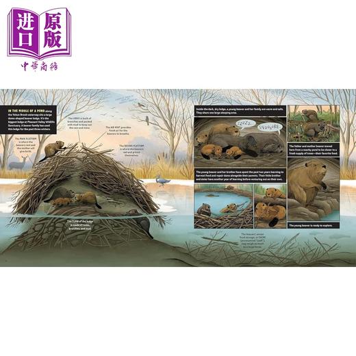 【中商原版】Carrie Shryock What Goes on inside a Beaver Pond 池塘里的海狸 英文原版进口图书 儿童绘本 动物科普图画书 商品图2