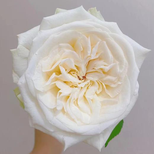 【拍市玫瑰】白荔枝 20支/扎  白色玫瑰  云南基地发货 （价格已包含包装费用） 运费以实际为准，多退少补。 商品图1