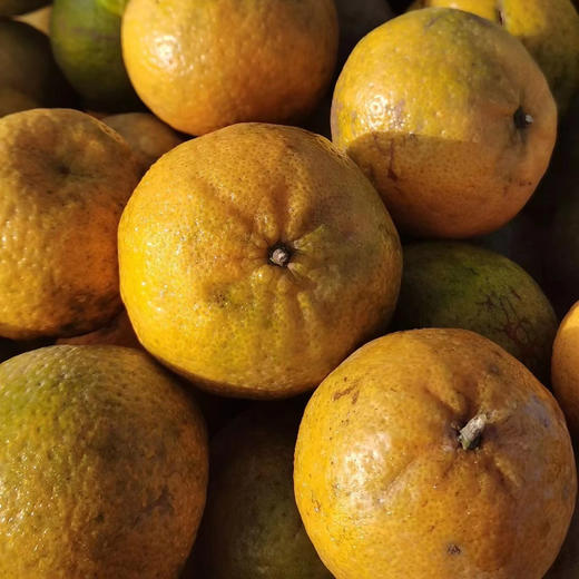 丨生态丨正宗8年新会陈皮 新会核心产区 554项农场零检出 商品图8