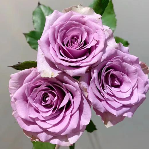 【拍市玫瑰】紫霞仙子 20支/扎  紫色玫瑰  云南基地发货 （价格已包含包装费用） 运费以实际为准，多退少补。 商品图0