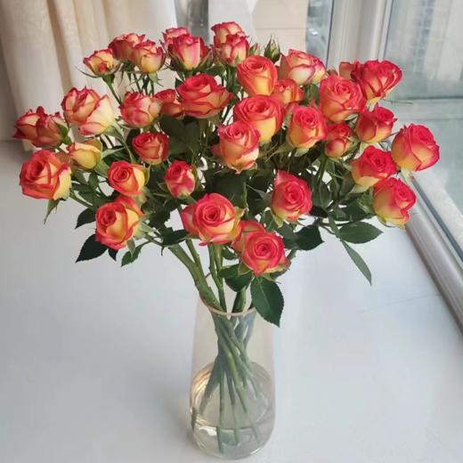 多头玫瑰 爱丽丝 10支/扎 云南基地发货 （价格已包含包装费用） 运费以实际为准，多退少补。 商品图1