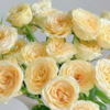 【拍市玫瑰】奶油杯 20支/扎 奶黄色玫瑰  云南基地发货 （价格已包含包装费用） 运费以实际为准，多退少补。 商品缩略图1