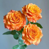 【拍市玫瑰】火灵鸟 20支/扎 橙色玫瑰  云南基地发货 （价格已包含包装费用） 运费以实际为准，多退少补。 商品缩略图2