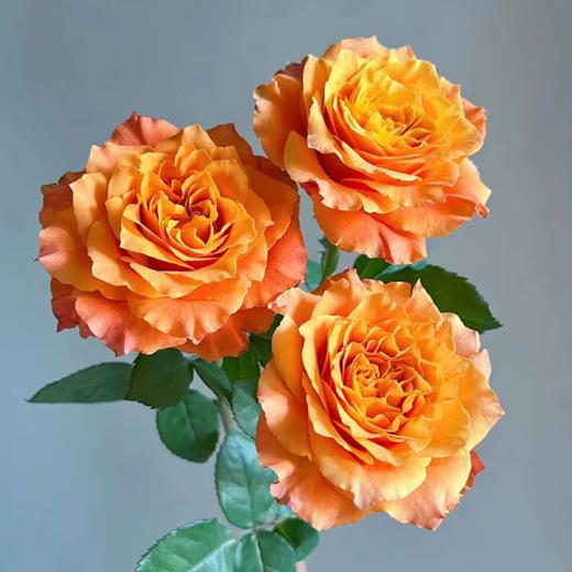 【拍市玫瑰】火灵鸟 20支/扎 橙色玫瑰  云南基地发货 （价格已包含包装费用） 运费以实际为准，多退少补。 商品图2