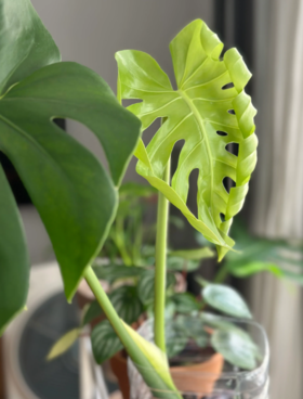 【养护分享5】你家植物烂根了怎么办？！