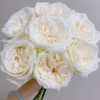 【拍市玫瑰】白荔枝 20支/扎  白色玫瑰  云南基地发货 （价格已包含包装费用） 运费以实际为准，多退少补。 商品缩略图0
