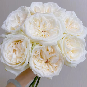 【拍市玫瑰】白荔枝 20支/扎  白色玫瑰  云南基地发货 （价格已包含包装费用） 运费以实际为准，多退少补。