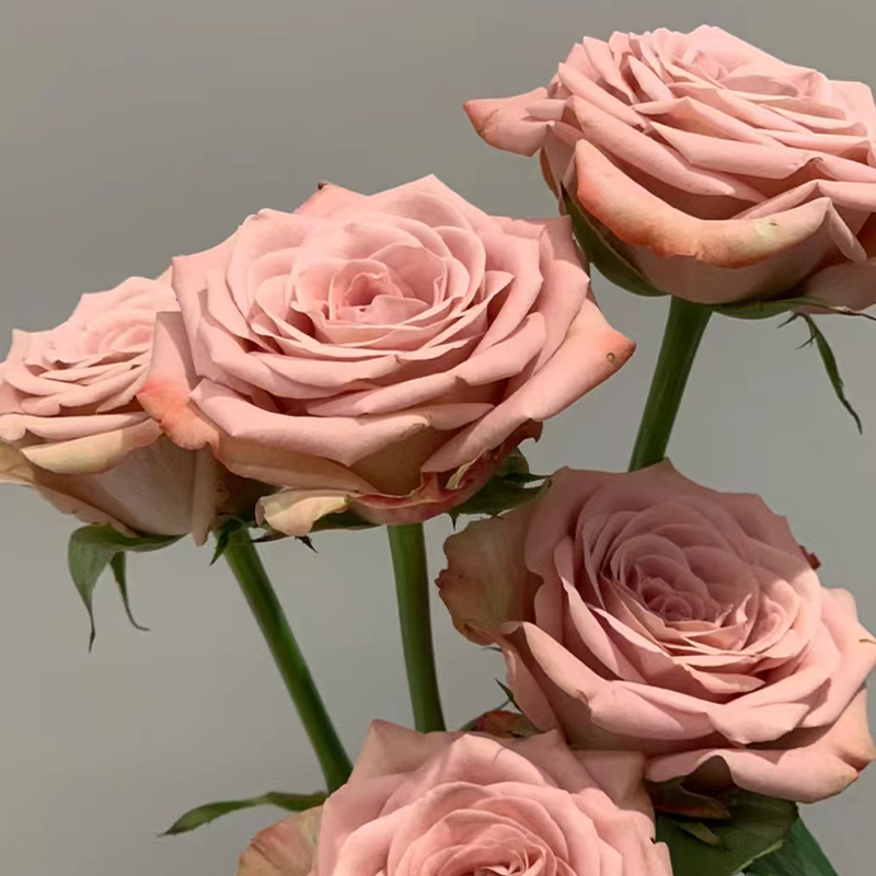 【拍市玫瑰】卡布奇诺 20支/扎  复古色玫瑰  云南基地发货 （价格已包含包装费用） 运费以实际为准，多退少补。