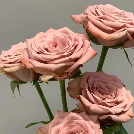 【拍市玫瑰】卡布奇诺 20支/扎  复古色玫瑰  云南基地发货 （价格已包含包装费用） 运费以实际为准，多退少补。 商品图0