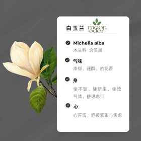 07  白玉兰精油【香气007】