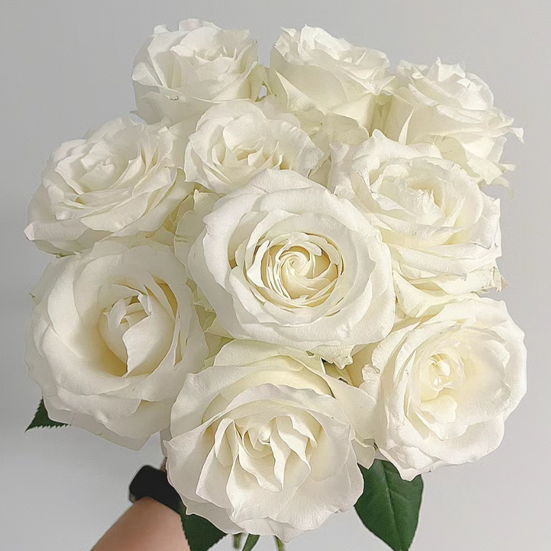 【拍市玫瑰】骄傲 20支/扎  白色玫瑰  云南基地发货 （价格已包含包装费用） 运费以实际为准，多退少补。