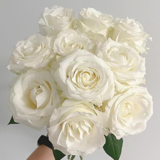 【拍市玫瑰】骄傲 20支/扎  白色玫瑰  云南基地发货 （价格已包含包装费用） 运费以实际为准，多退少补。 商品图0