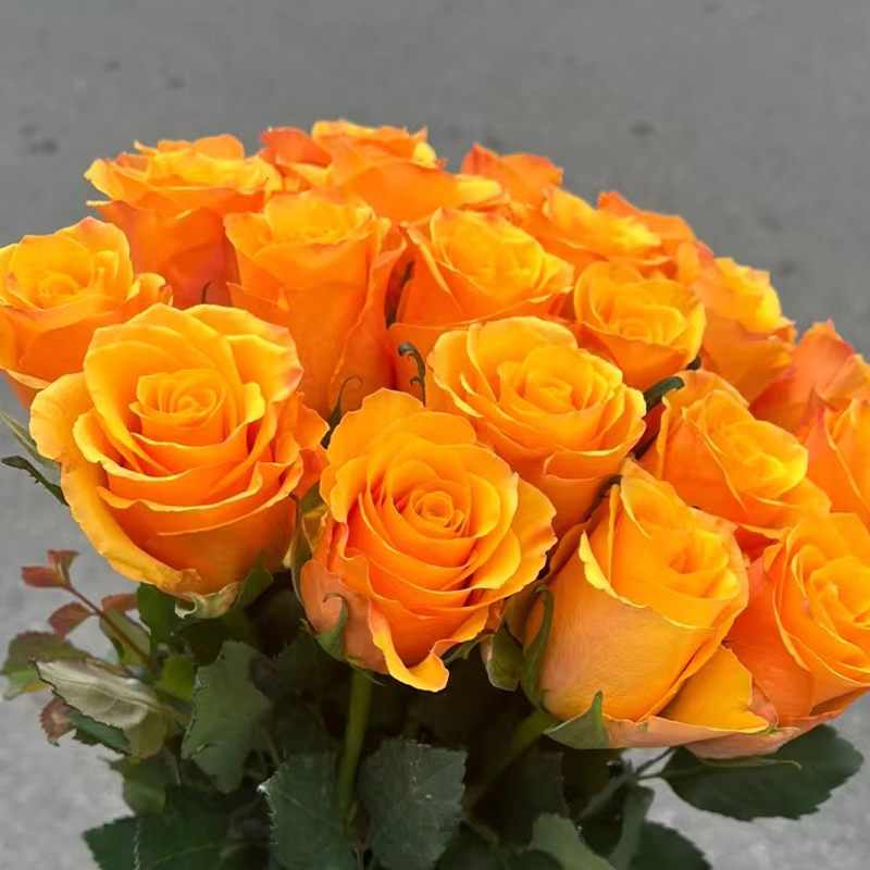 【拍市玫瑰】辉煌 20支/扎  橙色玫瑰  云南基地发货 （价格已包含包装费用） 运费以实际为准，多退少补。