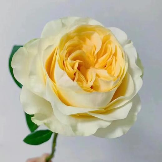 【拍市玫瑰】奶油杯 20支/扎 奶黄色玫瑰  云南基地发货 （价格已包含包装费用） 运费以实际为准，多退少补。 商品图2