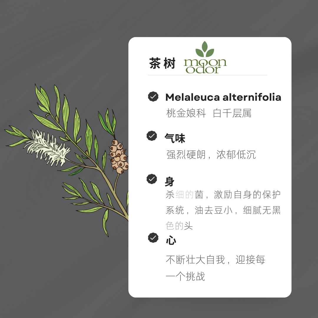 14  有机茶树精油  【香气014】