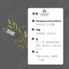 14  有机茶树精油  【香气014】 商品缩略图0