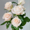 【拍市玫瑰】辛西娅 20支/扎  白色玫瑰  云南基地发货 （价格已包含包装费用） 运费以实际为准，多退少补。 商品缩略图2