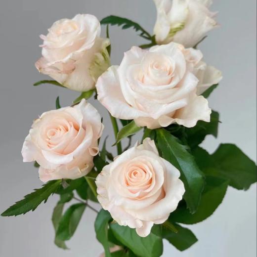 【拍市玫瑰】辛西娅 20支/扎  白色玫瑰  云南基地发货 （价格已包含包装费用） 运费以实际为准，多退少补。 商品图2