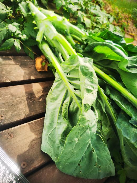 鸡腿芥兰（500g）,根茎叶子都可以食用,口感甜脆爽口，烧前焯下水哦 商品图4