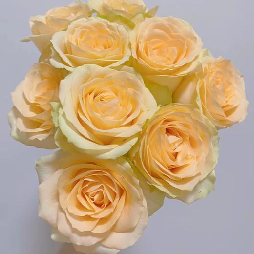 【拍市玫瑰】蜜桃雪山  20支/扎  香槟玫瑰  云南基地发货 （价格已包含包装费用） 运费以实际为准，多退少补。 商品图3