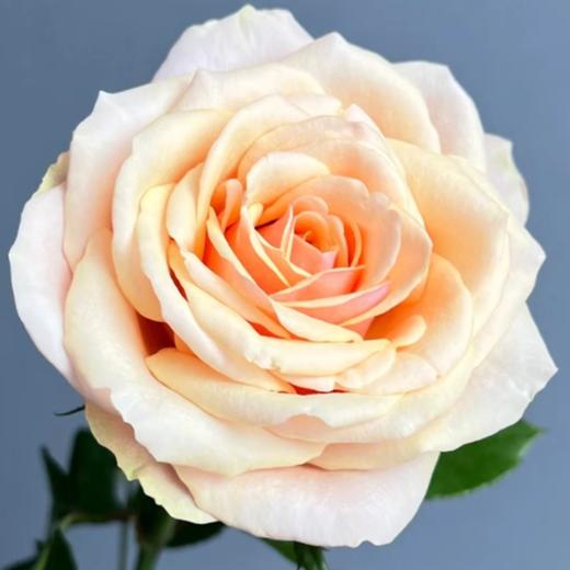 【拍市玫瑰】迪薇娜 20支/扎  橙色玫瑰  云南基地发货 （价格已包含包装费用） 运费以实际为准，多退少补。 商品图2