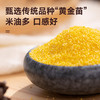 拾爸家⠀2025 敖汉黄小米 | 甄选“黄金苗”，米油浓厚 商品缩略图3