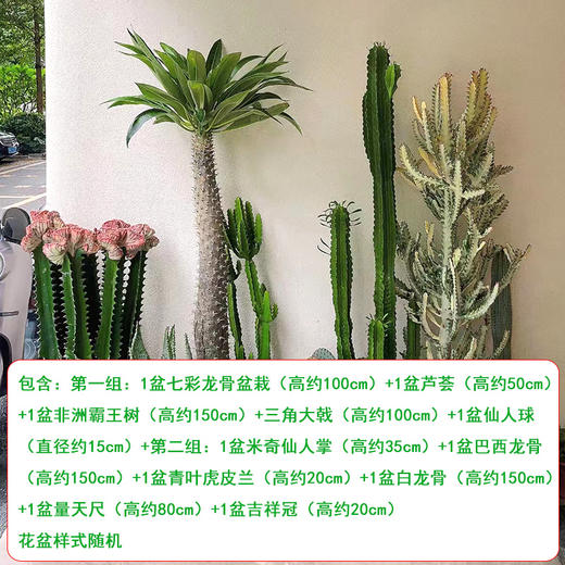 沙生植物造景套餐B组-1份热带沙漠仙人柱球掌庭院大型花箱阳台橱窗景观组合好养耐旱真植物简约北欧风 商品图2