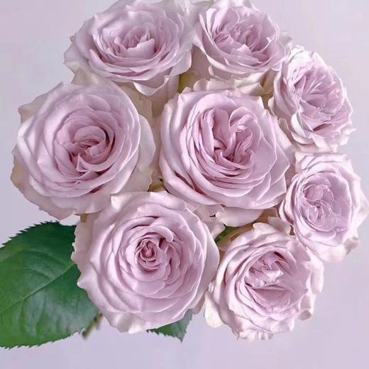 【拍市玫瑰】 海洋之心  20支/扎  紫色玫瑰  云南基地发货 （价格已包含包装费用） 运费以实际为准，多退少补。 商品图0