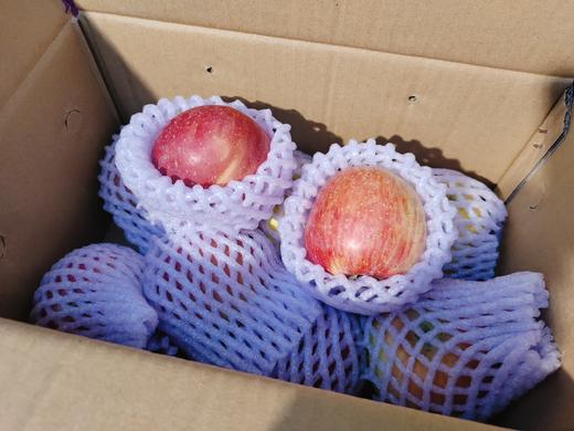 高原小甜心苹果一箱 商品图1