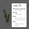 08  有机桉油醇迷迭香  复苏吧内在的小宇宙 【香气008】 商品缩略图0