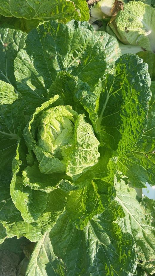 【囤秋菜 送“百财”25元/10斤 】鸿翠园 有机大白菜 商品图7