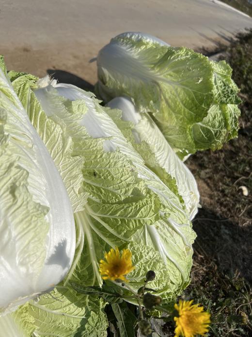 【囤秋菜 送“百财”25元/10斤 】鸿翠园 有机大白菜 商品图11