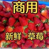 【酸甜口感！新鲜奶油草莓】奶香味浓郁，现摘草莓商用新鲜水果应季水果蛋糕糖葫芦奶茶冷饮整箱包邮-觅食坊 商品缩略图2