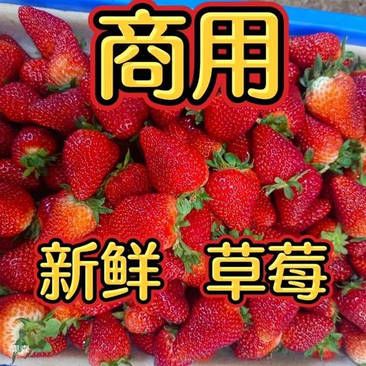 【酸甜口感！新鲜奶油草莓】奶香味浓郁，现摘草莓商用新鲜水果应季水果蛋糕糖葫芦奶茶冷饮整箱包邮-觅食坊 商品图2
