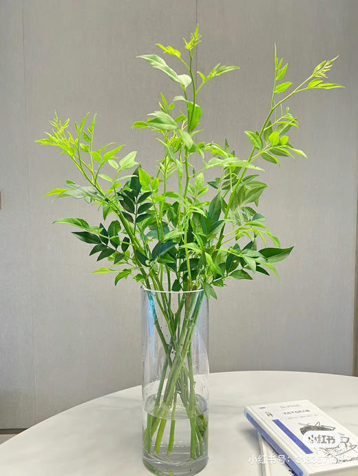 九星叶 商品图1