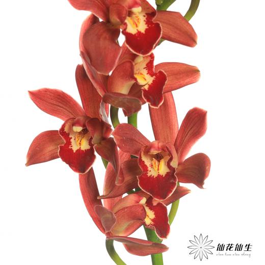 大花蕙兰 | 红宝石【瑕疵 折痕 不售后，介意者慎拍】 商品图2