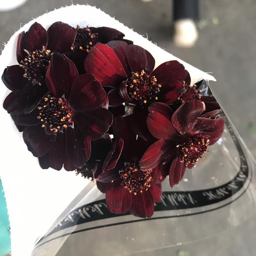 巧克力秋英 商品图1