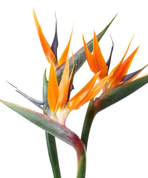 鹤望兰  Bird of Paradise 商品图0