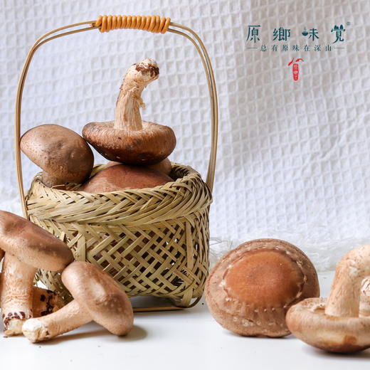 【3天左右发】有机鲜香菇（基地直发-顺丰包邮）| 来自广东“四只瓢虫”韶关基地，生产者：李志【合作生产，公平贸易】 商品图9
