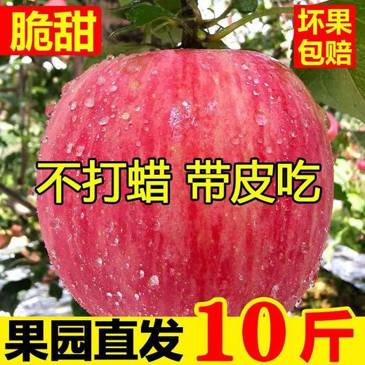 【不打蜡！带皮吃】脆甜高原红富士当季应季新鲜水果10斤整箱冰糖心丑苹果现摘包邮-觅食坊特价清仓 商品图0