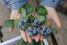 云南高原新鲜蓝莓（小果 125g/盒   4盒）