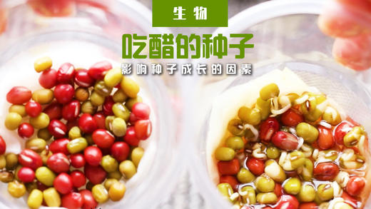 Lv.18 第1节课【吃醋的种子】（学习课件） 商品图0