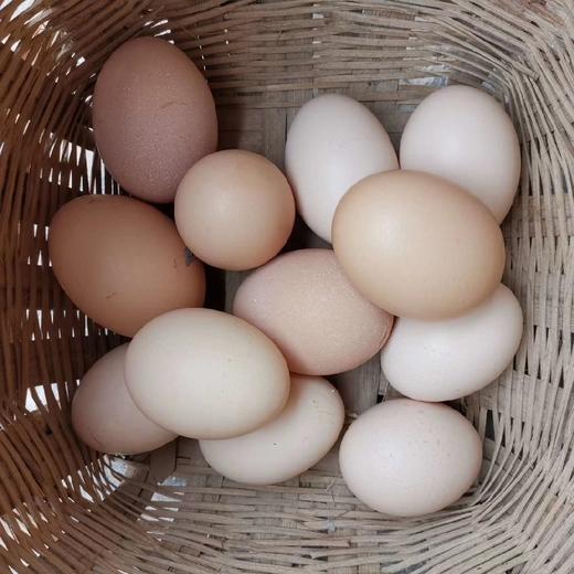 刨刨鸡鸡蛋（竹林大散养蛋） 商品图0