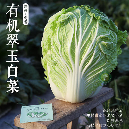 新疆有机翠玉大白菜/约8斤（±200g）【1颗、2颗随机发，不接受指定】 商品图1