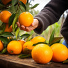 2025江西赣南脐橙 当季时令新鲜应季水果 产地直供 商品缩略图7