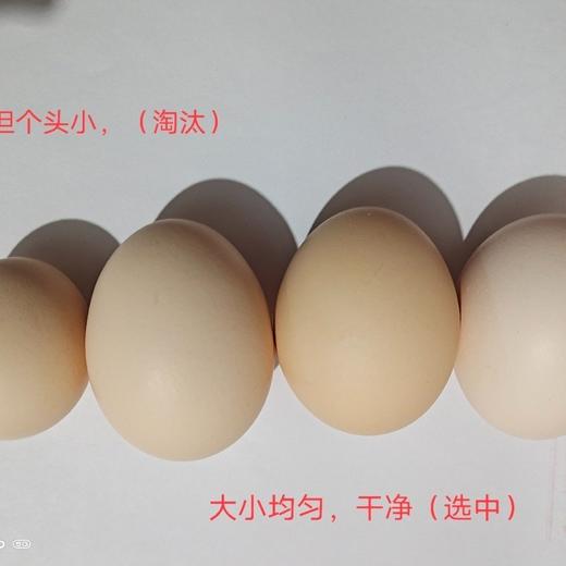 刨刨鸡鸡蛋（竹林大散养蛋） 商品图3